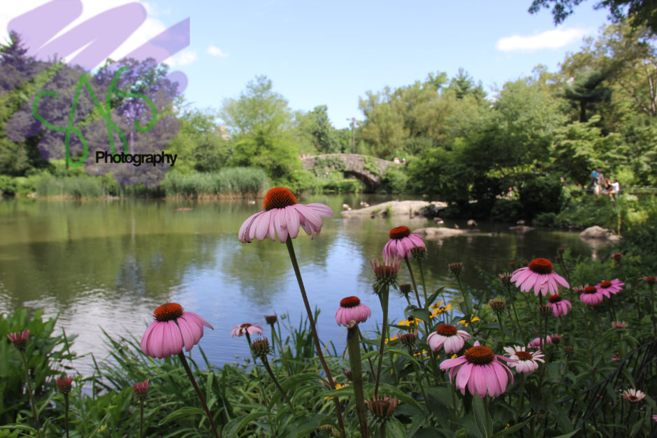 Landscape photography NYC Central Park
