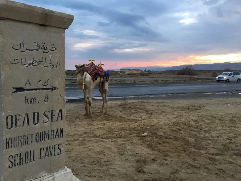 Dead Sea Israel Camel