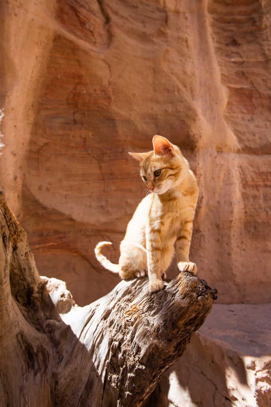 Petra Kitty