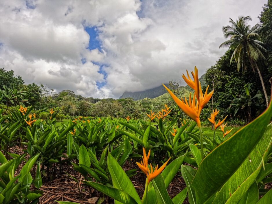 Garden view with flowers in Tahiti, French Polynesia